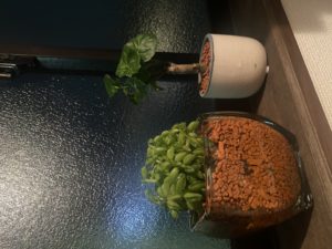 キモト家の新入り🪴のメイン画像