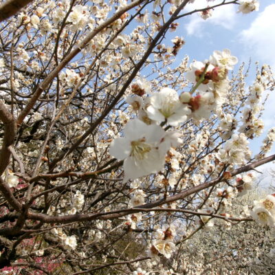 春🌸のイメージ画像