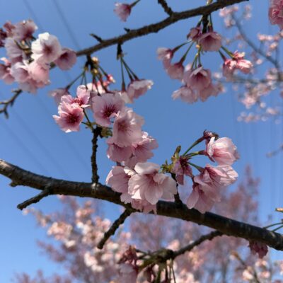 桜🌸のイメージ画像