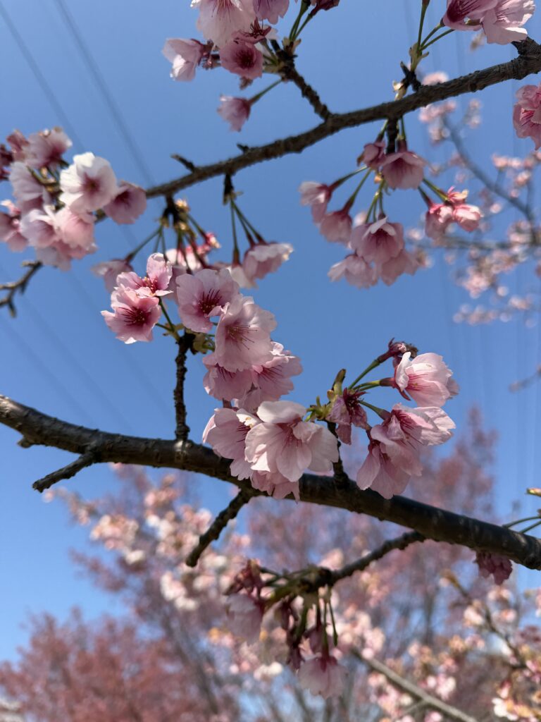 桜🌸のメイン画像