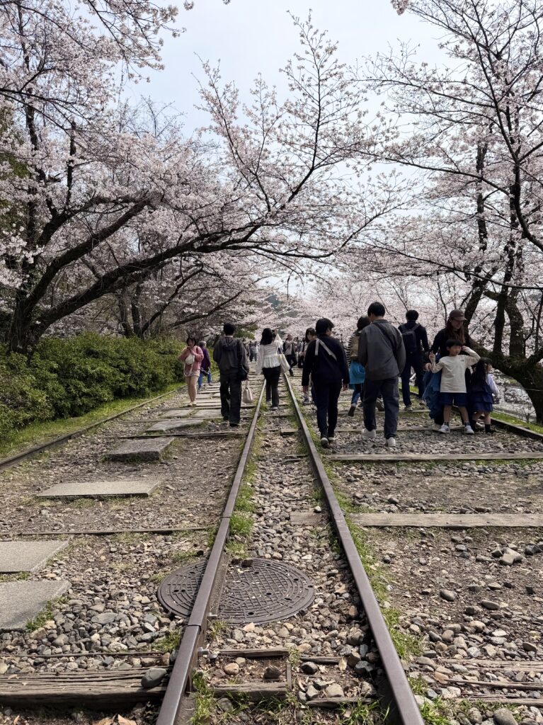 USJ &桜の京都旅のメイン画像