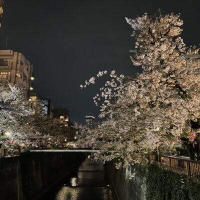 中目黒の夜桜のイメージ画像