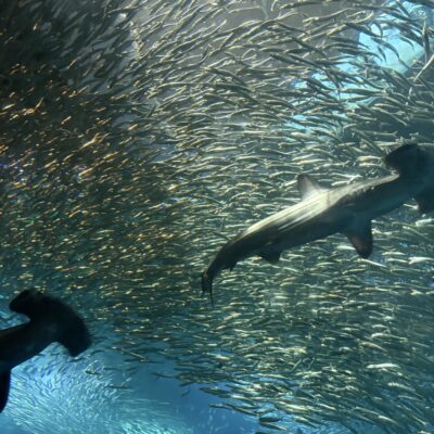 水族館のイメージ画像