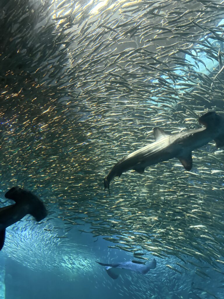 水族館のメイン画像