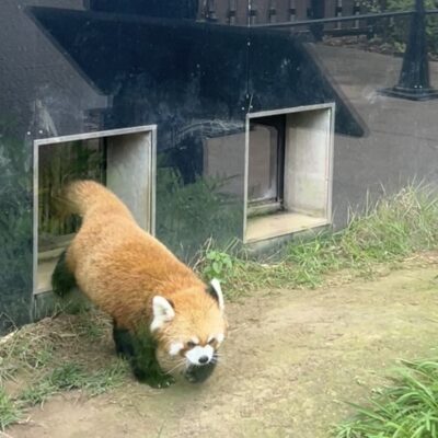 初！上野動物園！のイメージ画像
