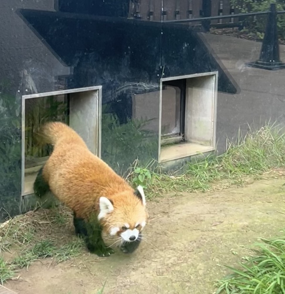 初！上野動物園！のメイン画像