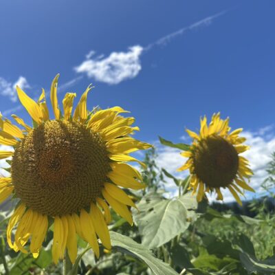 夏休み！のイメージ画像