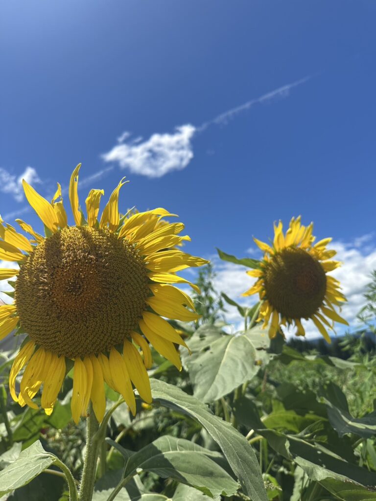 夏休み！のメイン画像