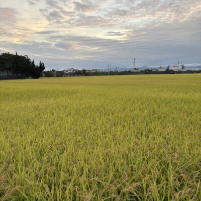 いねいいね🌾のイメージ画像