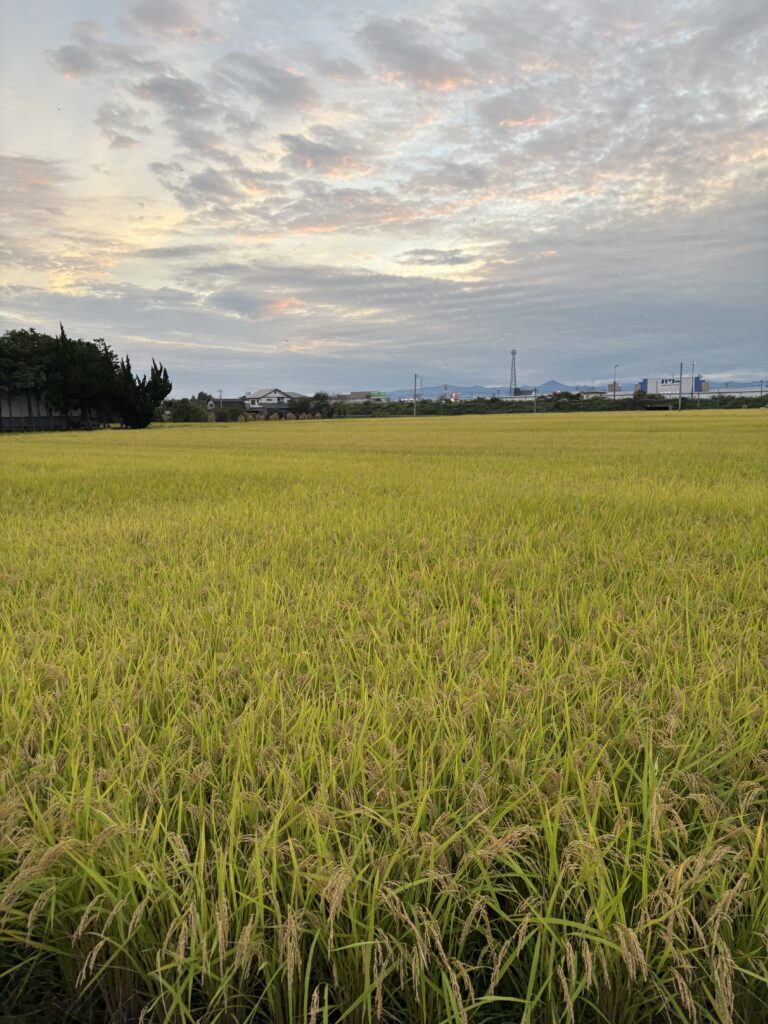 いねいいね🌾のメイン画像