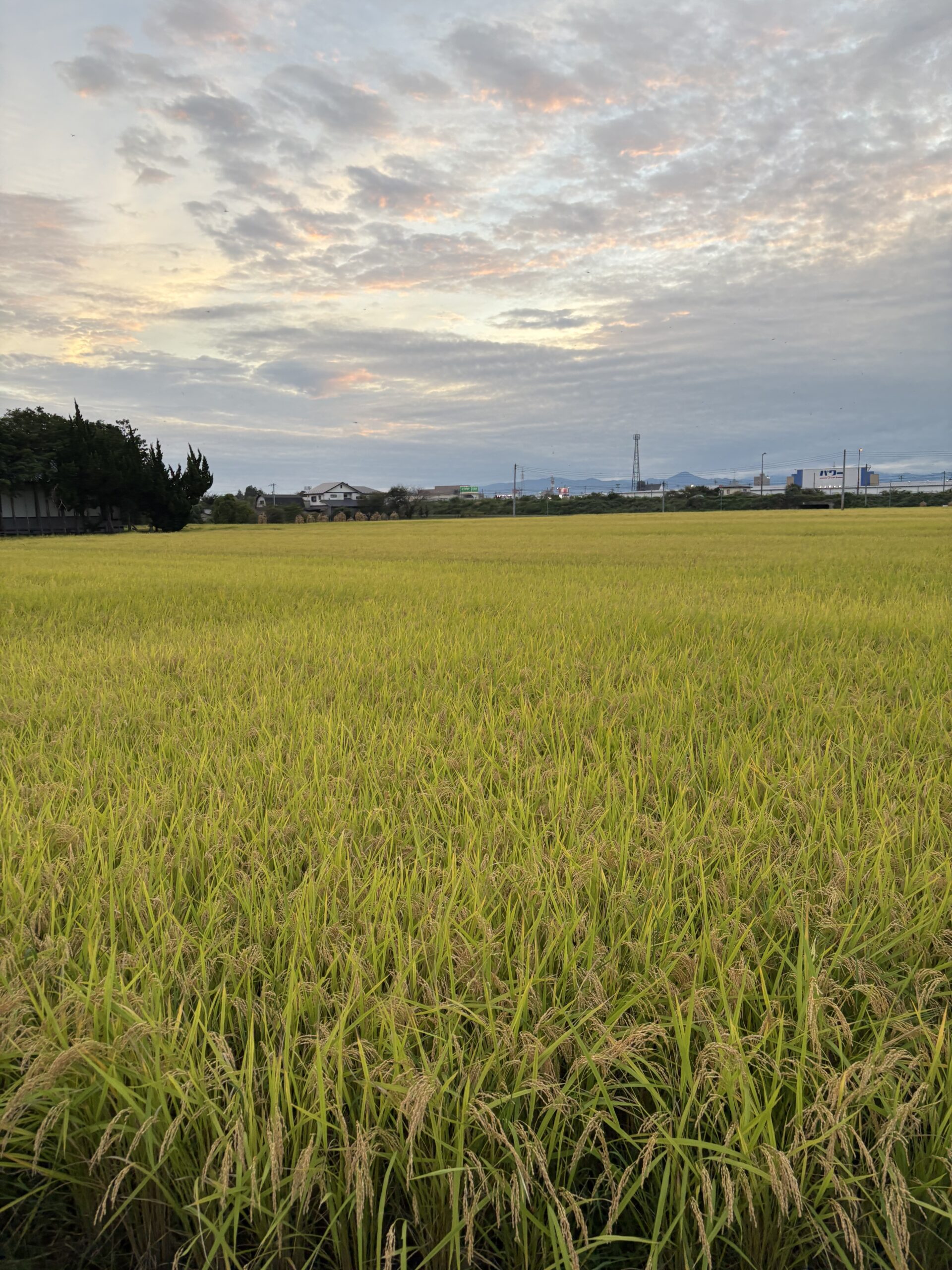 いねいいね🌾